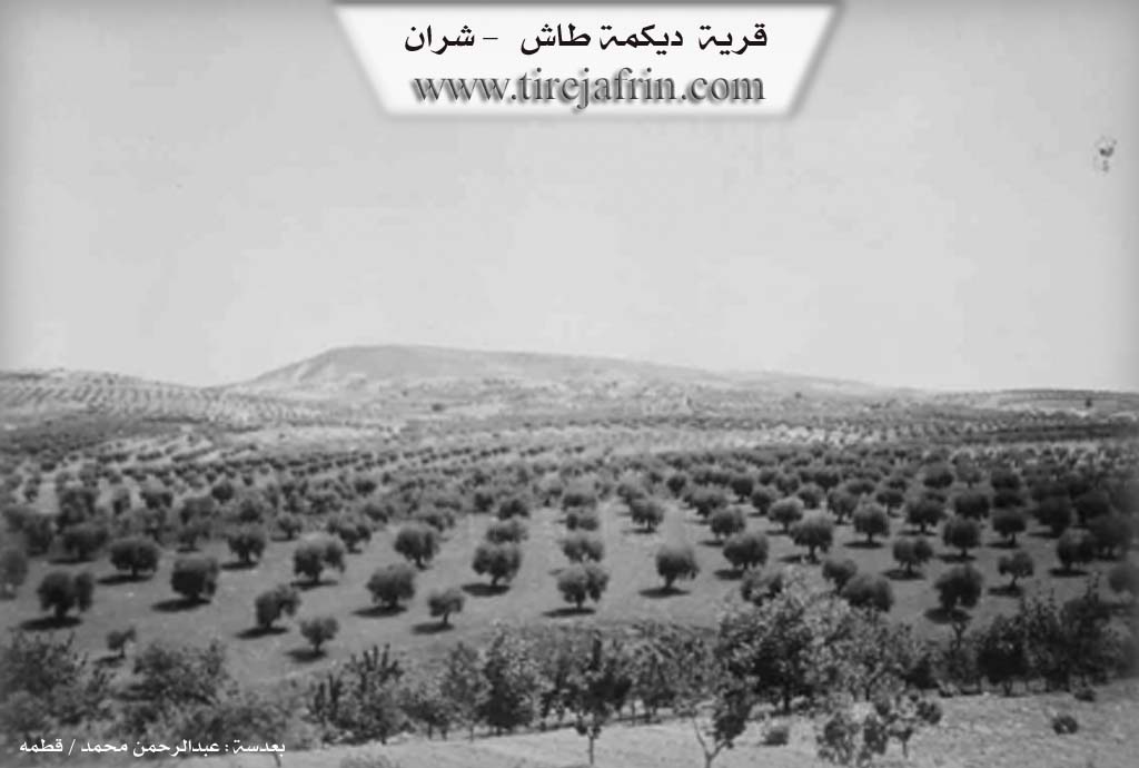 Photo of Dîkmedaşê